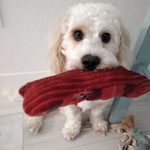 Meet your Posher, Constance